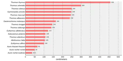Bar chart that states Thunnus thynnus is the largest tuna, at 458 centimetres (180 in) followed by Thunnus orientalis at 300 centimetres (120 in), Thunnus obsesus at 250 centimetres (98 in), Gymnosarda unicolor at 248 centimetres (98 in), Thunnus maccoyii at 245 centimetres (96 in), Thunnus albacares at 239 centimetres (94 in), Gasterochisma melampus at 164 centimetres (65 in), Thunnus tonggol at 145 centimetres (57 in), Thunnus alalunga at 140 centimetres (55 in), Euthynnus alletteratus at 122 centimetres (48 in), Katsuwonus pelamis at 108 centimetres (43 in), Thunnus atlanticus at 108 centimetres (43 in), Allothunnus fallai at 105 centimetres (41 in), Euthynnus affinis at 100 centimetres (39 in), Auxis thazard thazard at 65 centimetres (26 in),Auxis rochei rochei at 50 centimetres (20 in), and Auxis rochei eudorax at 36.5 centimetres (14.4 in)