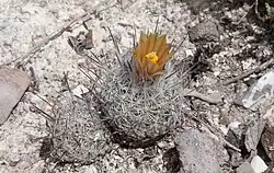 Plant growing in habitat in Zaragoza, Nuevo Leon