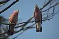 Two galahs