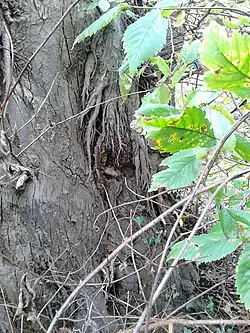 Aerial roots, hybrid elm cultivar