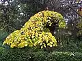 Camperdown in autumn, Royal Botanical Garden, Madrid