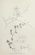 Flowers and fruit of 'Hunnybunii', by E. W. Hunnybun (1914)
