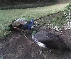 Blue peafowls at Umdoni Bird Sanctuary