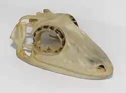 Satanic leaf-tailed gecko, showing large scleral rings.