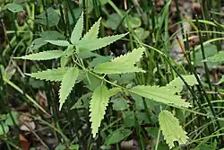Plant with ovate, toothed green leaves