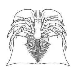 Restoration of Vachonisia