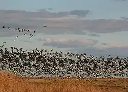 A flock of barnacle geese