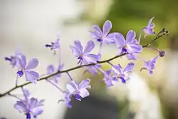 Vanda coerulescens inflorescence with multiple flowers