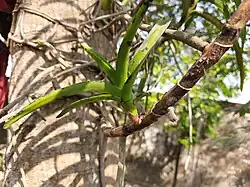 Vegetative reproduction of Vanda tessellata