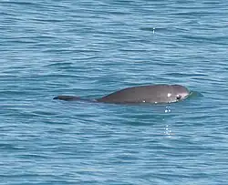 Vaquita