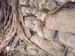 Balete roots among stacks of adobe rocks