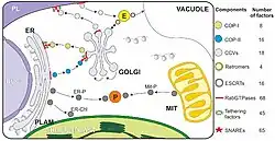 Vesicle transport pathways in plants.