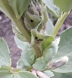 Lasius niger attending an extrafloral nectary
