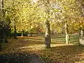 Victoria Park in Autumn