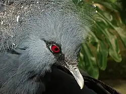 A close-up of a Victoria crowned pigeon.