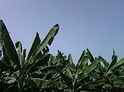 Banana plants near Ravulapalem