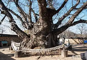 Sprawling tree with several branches.
