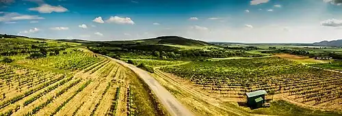 Vineyards near Malá Tŕňa seen from the viewing tower