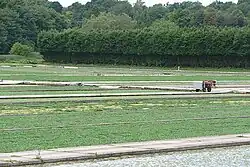 watercress beds