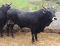 a dark grey bullock with white-ringed muzzle