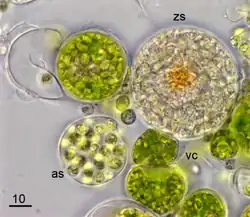 Vitrella brassicaformis, a photosynthetic chromerid, relative of apicomplexans