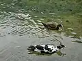 Vrelo Bosne ducks