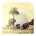 Toddey tapper at work, India, c. 1862