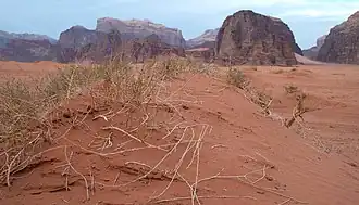 Image 30Desert vegetation in Wadi Rum, southern Jordan. (from Wildlife of Jordan)