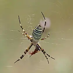 With wrapped prey, female dorsal side