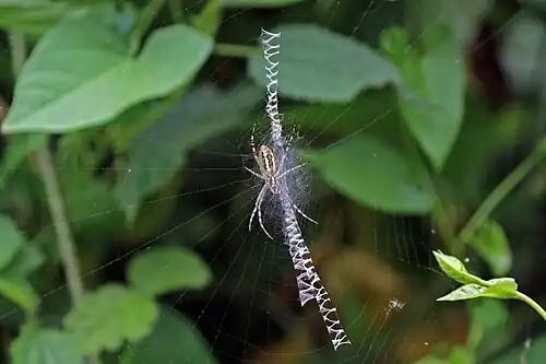 female on web, showing stabilimentum