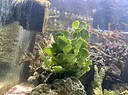 Halimeda discoidea plant in an aquarium