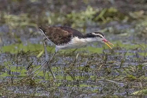 Immature J. j. hypomelaena Chagres River, Panama