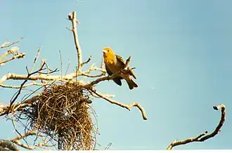 Male sakalava weaver