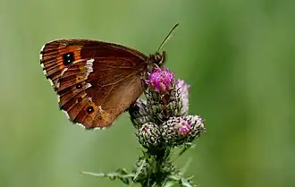 Underside view showing the typical white streak