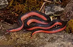 Western worm snake (Carphophis vermis)