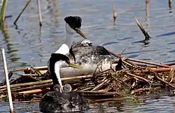 Two western grebes, one in a nest, another approaching the nest. Both grebes are carrying baby grebes on their backs.
