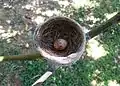 White-browed Fantail nest with an egg on mango tree branch - In Bakamuna, Sri Lanka.