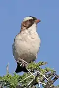 female P. m. ansorgei Etosha National Park, Namibia