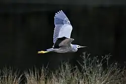 White-faced heron (Egretta novaehollandiae), demonstrating the retracted neck that is typical of herons in flight.