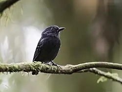 White-streaked antvireo