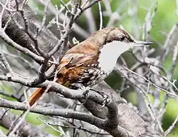 Black, orange-red bird with white belly at the branch of tree