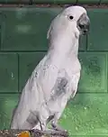 White cockatoo with a minor plucking problem.