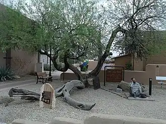 Jail Tree located in the corner of Tegner and Wickenburg Way in Wickenburg, Arizona. From 1863 to 1890, when the local jail was full of prisoners, those who did not fit in a cell were chained to this jail tree (WCC).