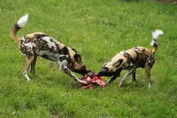 Two dogs sharing a meal