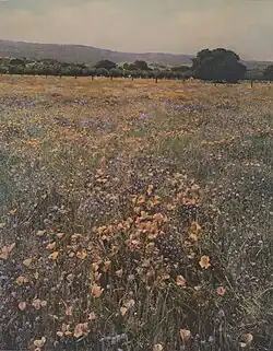 Poppies and Lupine, c. 1915