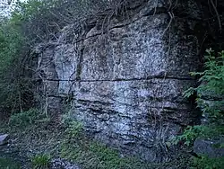 Railroad cut showing Bethany Falls Limestone, Swope Formation, Lower Bronson Subgroup, Kansas City Group, Missourian Series, Pennsylvanian System. Note thin horizontal partings - very thin layers of shale separating the limestone periodically - a characteristic of many Kansas City Group limestone members. The thin shale layers represent a short period of time under different environmental conditions, or perhaps even a single catastrophic or large-scale event. Raytown, Missouri.