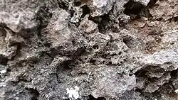 Detail of Bethany Falls Limestone, Swope Formation, Upper Bronson Subgroup, Kansas City Group, Missourian Series, Pennsylvanian System. Raytown, Missouri.