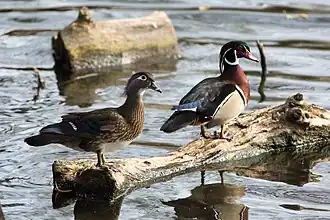 Wood Ducks