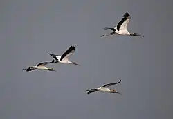 Photograph of four wood storks in flight