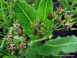 Flowers and leaves